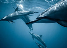 一女多男np，一女多男主小说 古言